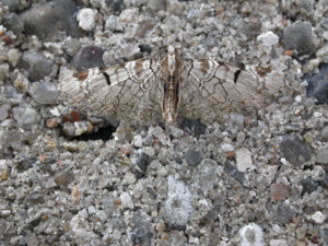 Eupithecia insigniata.jpg © Donald Hobern