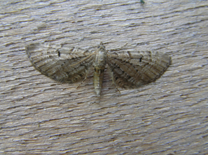 Eupithecia intricata FvL.jpg © Fvlamoen