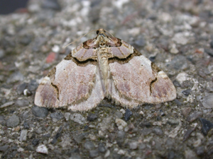 Anticlea derivata.jpg © Donald Hobern
