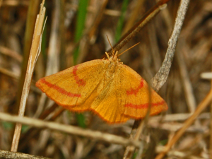 Geometridae - Lythria purpuraria-2.JPG © Hectonichus