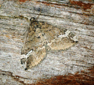 Perizoma lugdunaria (27494728744).jpg © Ben Sale from UK