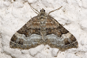 Xanthorhoe.biriviata.7124.jpg © Olei