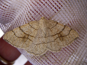 Adactylotis contaminaria.jpg © Lymantria