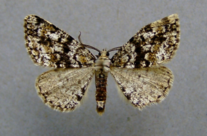 Fagivorina arenaria.jpg © Dumi