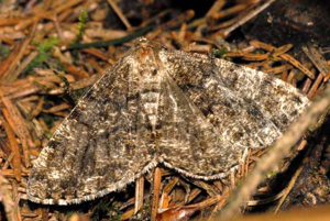 Deileptenia.ribeata.-.lindsey.jpg © James K. Lindsey