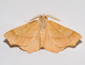 Ennomos quercinaria01.jpg © Kulac