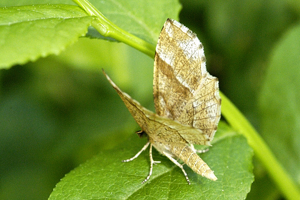 Cepphis.advenaria.jpg © James K. Lindsey