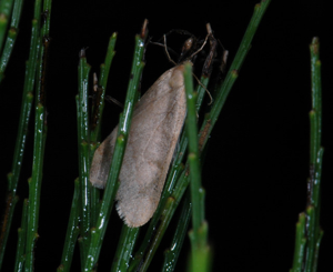 Alsophila aceraria.jpg © Lymantria