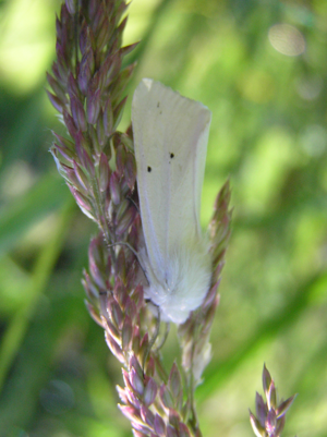 Spilosoma urticae FvL.jpg © Fvlamoen