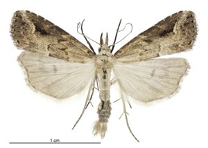 Schrankia costaestrigalis male.jpg © Birgit E. Rhode, Landcare Research New Zealand Ltd.
