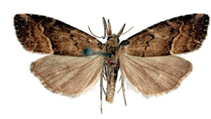 Schrankia taenialis male.JPG © Pekarsky, O