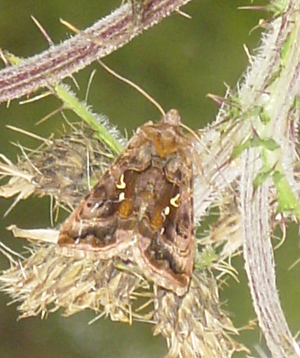 Lep-Autographa pulchrina.JPG © Halvard : from Norway.
