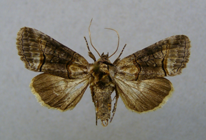 Abrostola asclepiadis.jpg © Dumi