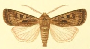 Euxoa distinguenda.png © Unknown. (Editor: Adalbert Seitz)