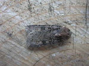 Euxoa nigricans2.jpg © Donald Hobern