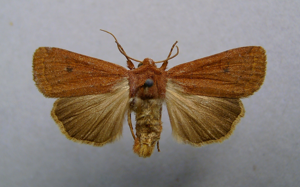 Xestia castanea.jpg © Dumi