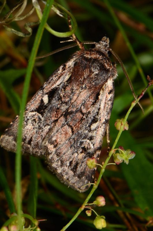 Xestia agathina1.jpg © Lymantria