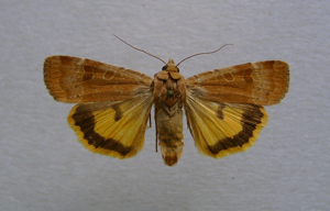 Noctua interposita.JPG © Dumi