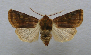 Cerastis leucographa.jpg © Dumi