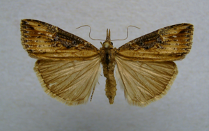Hypena obesalis.jpg © Dumi