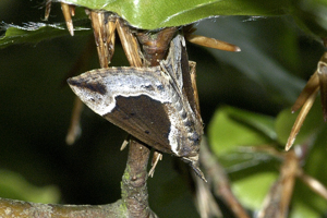 Hypena.crassalis.jpg © James K. Lindsey