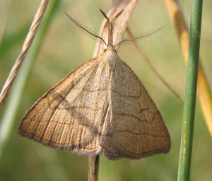 Polypogon tentacularia.jpg © Engeser