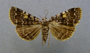Idia calvaria.jpg © Dumi