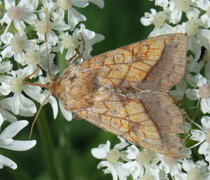Pyrrhia umbra bl1.JPG © Siga
