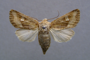 Luperina dumerilii.jpg © Dumi