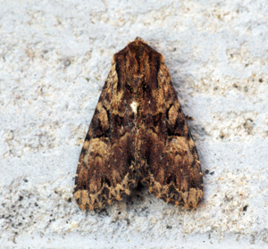 (2327) Clouded Brindle (Apamea epomidion) (9239394643).jpg © Ben Sale from UK