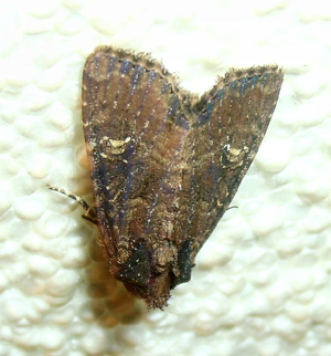 Aug07 046 British Moths.jpg © Mick Talbot