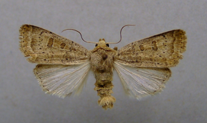 Hoplodrina superstes.jpg © Dumi