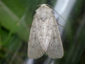 Hoplodrina respersa.jpg © Donald Hobern