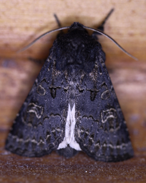 Tholera cespitis.jpg © marek brandejs