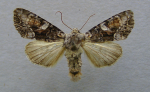 Lacanobia contigua.jpg © Dumi