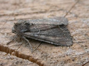Lacanobia suasa.jpg © Donald Hobern