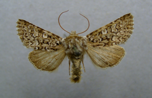 Hadena filograna.male.jpg © Dumi