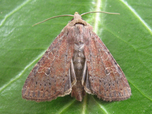 Parastichtis suspecta.jpg © Lymantria