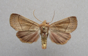 Mesogona acetosellae.jpg © Dumi