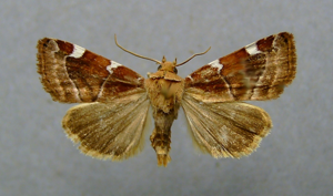 Cosmia diffinis.jpg © Dumi