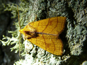 Pyrrhia umbra 01 (HS).JPG © Harald Süpfle