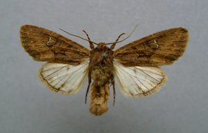 Mniotype solieri.JPG © Dumi