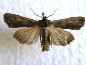 Lithophane semibrunnea.jpg © Lymantria