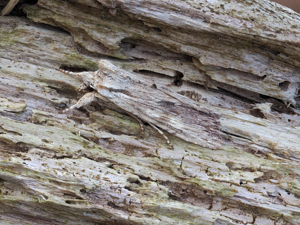 Pale Pinion moth.jpg © MaeshafnMoths