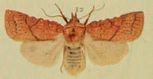 Orange Upperwing Moths of the British Isles.jpg © Richard South