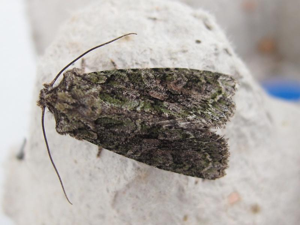 Dryobotodes eremita.jpg © Dieder Plu