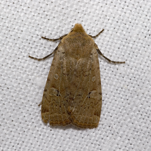 Conistra.erythrocephala.7550.jpg © picture taken by Olaf Leillinger
