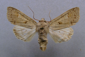 Ammoconia caecimacula.male.jpg © Dumi