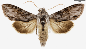 Cucullia gnaphalii m.jpg © Pekka Malinen, Luomus