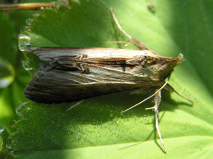 Cucullia asteris.jpg © Fvlamoen